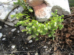 Lachnaea sociorum