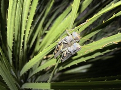 Melanoplus eumera