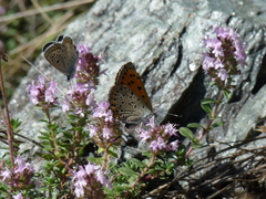 Lycaena alciphron gordius