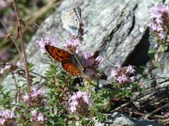 Lycaena alciphron gordius