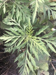 Ambrosia artemisiifolia