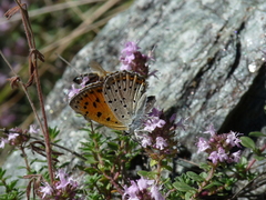 Lycaena alciphron gordius