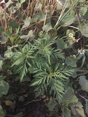 Ambrosia artemisiifolia