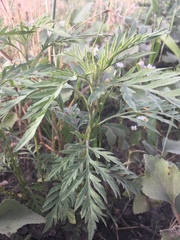Ambrosia artemisiifolia