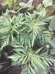 Ambrosia artemisiifolia