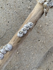 Amphibalanus eburneus