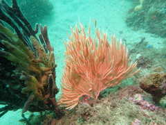 Sphaerokodisis australis