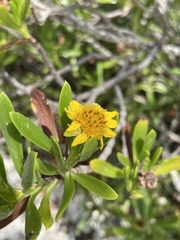 Borrichia arborescens
