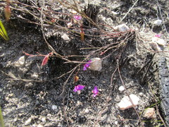 Polygala refracta