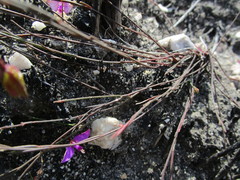 Polygala refracta