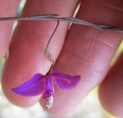 Polygala refracta