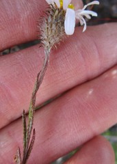 Athrixia heterophylla