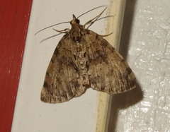 Hydriomena perfracta