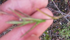 Athrixia heterophylla