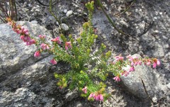 Erica melanthera