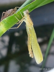 Erythromma viridulum