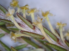 Struthiola fasciata