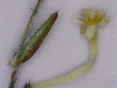Struthiola fasciata