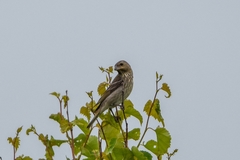 Carpodacus erythrinus grebnitskii