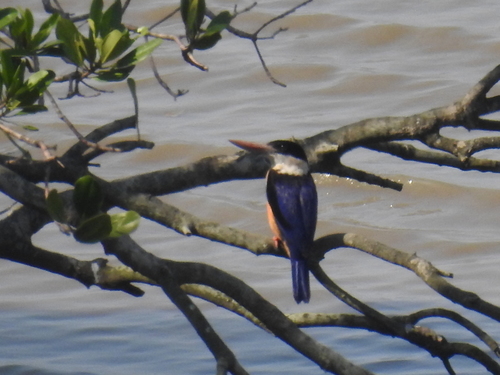 Halcyon pileata