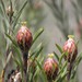 Leucadendron rubrum - Photo (c) Peter Slingsby, μερικά δικαιώματα διατηρούνται (CC BY-NC), uploaded by Peter Slingsby