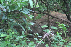 Boselaphus tragocamelus