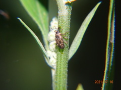 Cosmobaris scolopacea