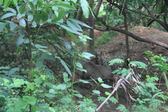 Boselaphus tragocamelus