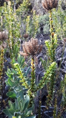 Pseudoselago serrata