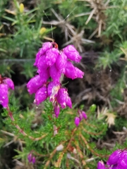 Erica cinerea