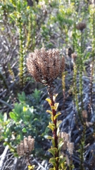 Pseudoselago serrata