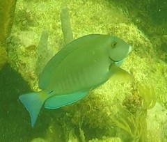 Acanthurus chirurgus