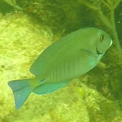 Acanthurus chirurgus