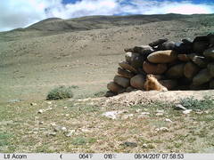 Marmota himalayana