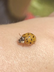 Harmonia axyridis