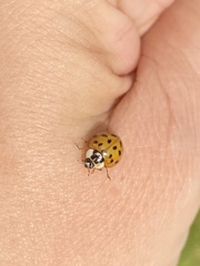 Harmonia axyridis