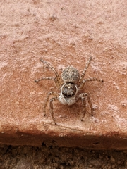 Menemerus semilimbatus