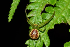 Diaea subdola