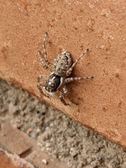 Menemerus semilimbatus