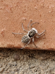 Menemerus semilimbatus