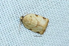 Lepidoptera