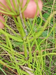 Equisetum palustre