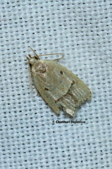Gelechioidea
