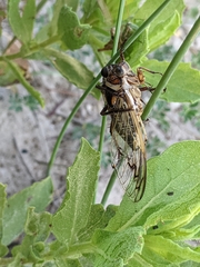 Diceroprocta marevagans