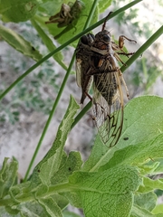 Diceroprocta marevagans