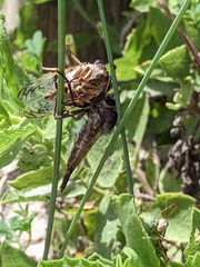 Diceroprocta marevagans