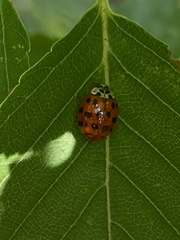 Harmonia axyridis