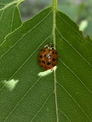 Harmonia axyridis