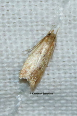Gelechioidea