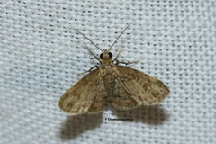 Lepidoptera
